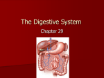 The Digestive System