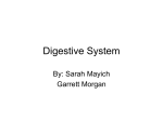 Digestive System