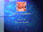 Swine Digestion