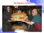 Digestive System