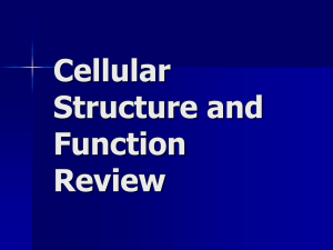 Cell Ball