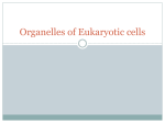 Cells and Organelles