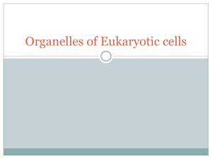 Cells and Organelles