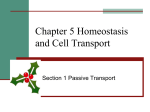 Chapter 5 Homeostasis and Cell Transport