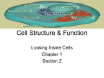 Looking Inside Cells