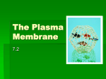 The Plasma Membrane