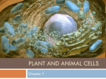 Plant and Animal Cells