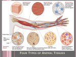 Plant Cells & Tissues