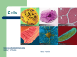 Cells - Weebly