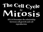 Mitosis - Siegel High School