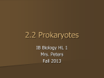 Prokaryotes