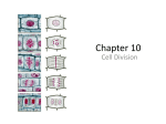 Cell Division: Mitosis & Meiosis