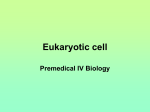 The size range of organisms Eukaryotic cells