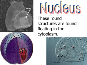 PowerPoint Organelle Review