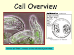 Cells - Sonoma Valley High School