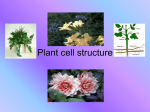 plant cell structure