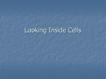 Looking Inside Cells