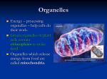 Organelles - SchoolRack