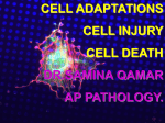 CELL ADAPTATIONS CELL INJURY CELL DEATH DR.SAMINA