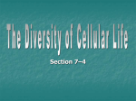 the diversity of cell life 7-4