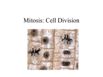 Mitosis: Cell Division