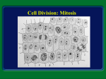 Mitosis Notes