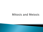 Mitosis and Meiosis