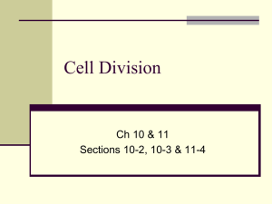 Cell Division