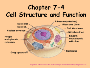 CELL PARTS Chapter 4 - local.brookings.k12.sd.us