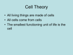 cells