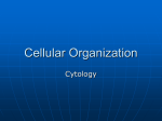 Cellular Organization