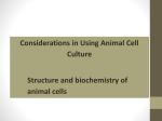 Animal Cell Culture