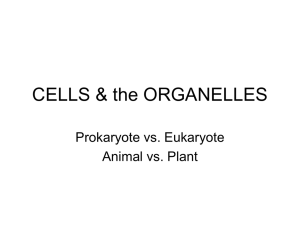 CELLS & the ORGANELLES