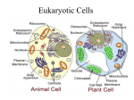 Cell Organelles