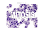 Cell Division