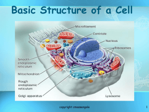 Cells - Canyon ISD