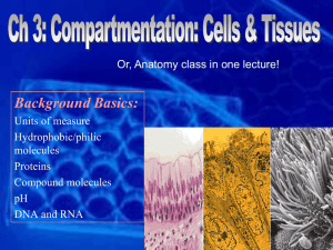 Cells and Tissue - bloodhounds Incorporated