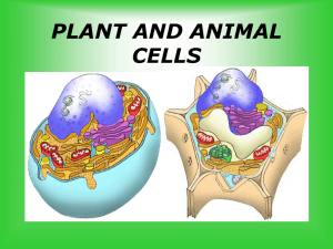 Plant Cell