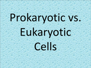 Eukaryotic Cells