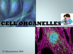 Cells PPt 2