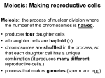 Meiosis