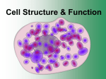 Cell Structure & Function