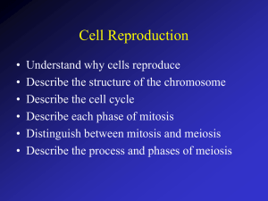 Cancer cells