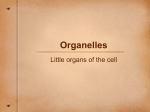 Organelles