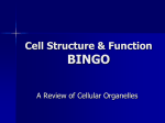 Cell Structure & Function BINGO