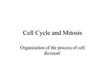 Cell Cycle and Mitosis