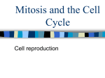 Mitosis and the Cell Cycle