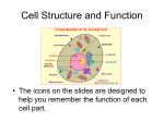 Cell structure and function