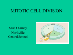 Mitosis Notes