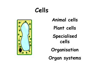 Cells to Tissues - scienceathawthorn